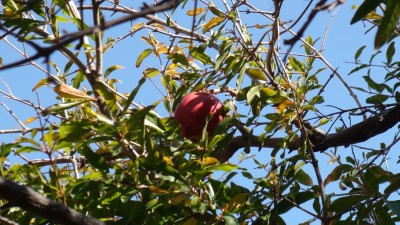 DSC07106.JPG