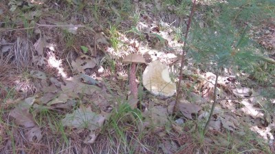 Mashrooms_02.jpg