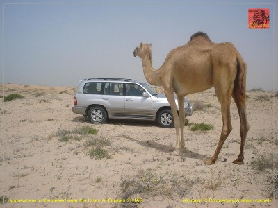 001-camel trophy-2.JPG