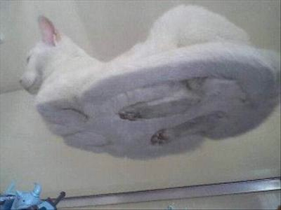 hover_cat.jpg