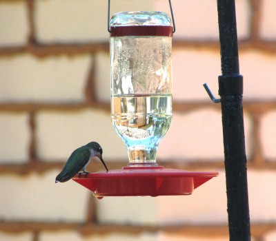 Hummingbird at Feeder 3.jpg